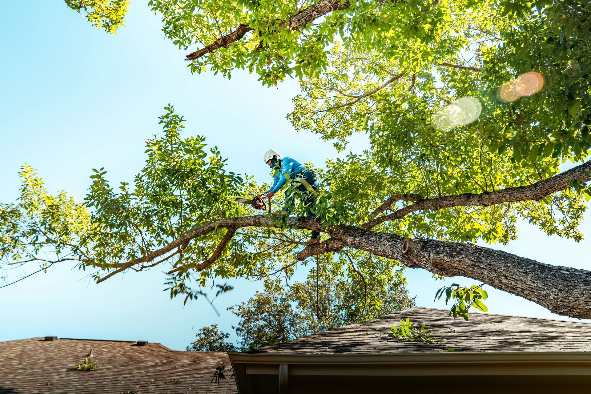 A tree arborist is cutting a branch